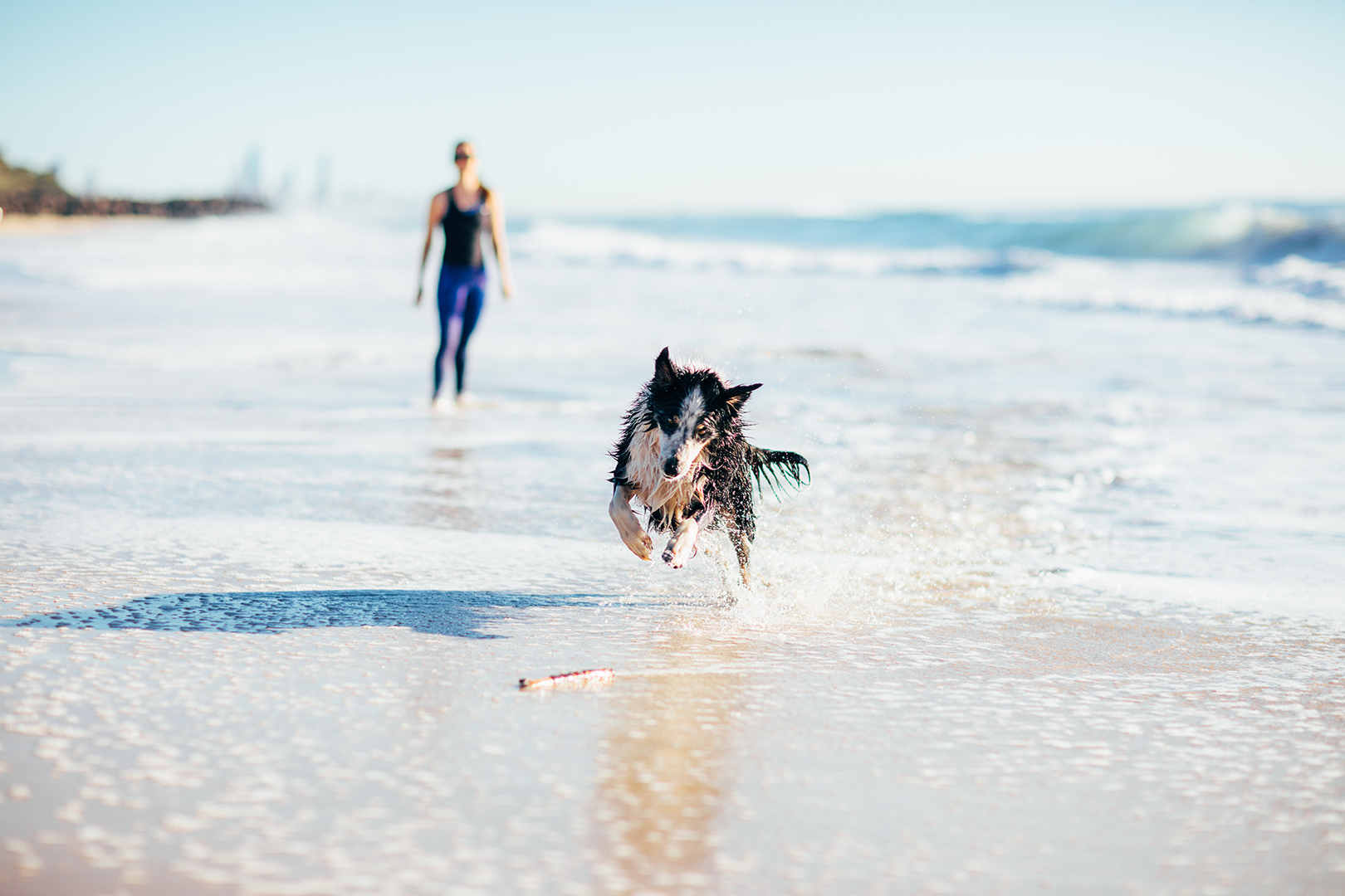 A woman and two border collie dogs walk along the beach on a sunny morning.