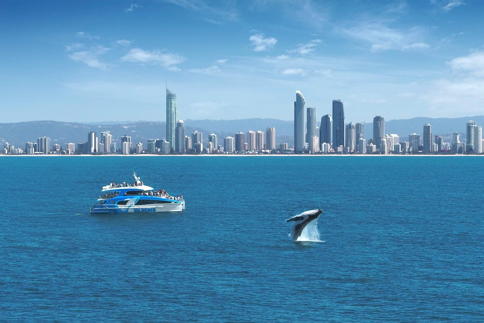 Aerial image of the pacific ocean looking back towards the Gold Coast skyline. A humpback whale is seen breaching as a Sea World cruise boat watches on.