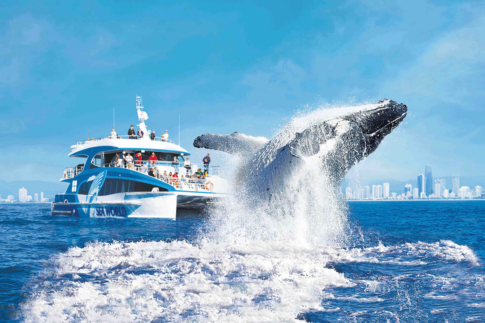A humpback whale breaching in the ocean off the Gold Coast on a sunny day. A cruise boat with tourists watches on in the background.