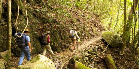 The Gold Coast Hinterland Great Walk