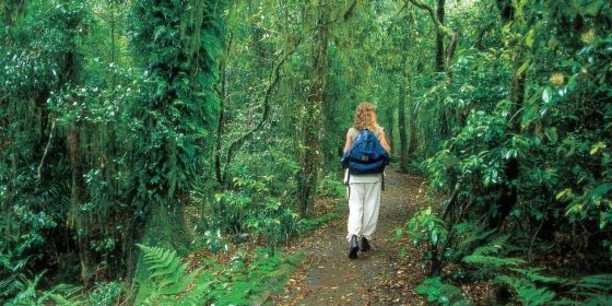 Springbrook National Park - Mount Cougal Section