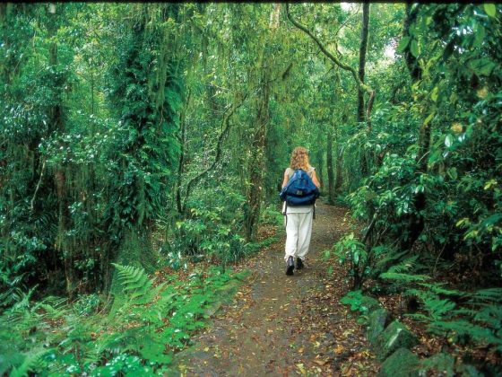 Springbrook National Park - Mount Cougal Section