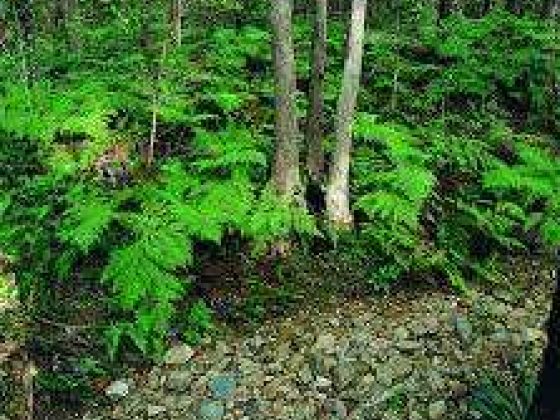 Nerang State Forest