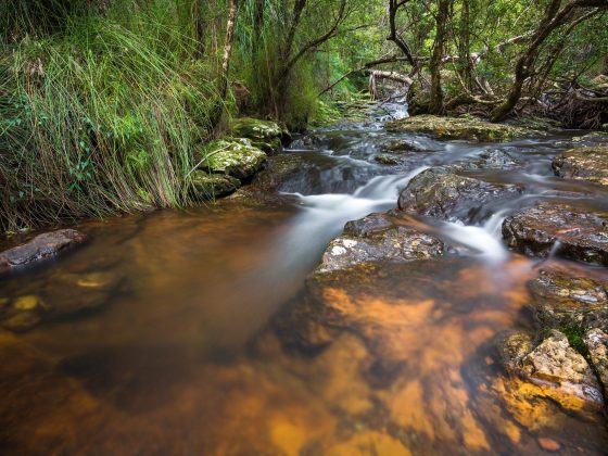 Springbrook National Park