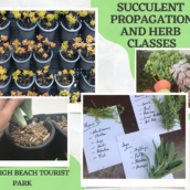 Succulent Propagation afternoon