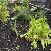 a close up of the lettuce and herbs in our eco garden