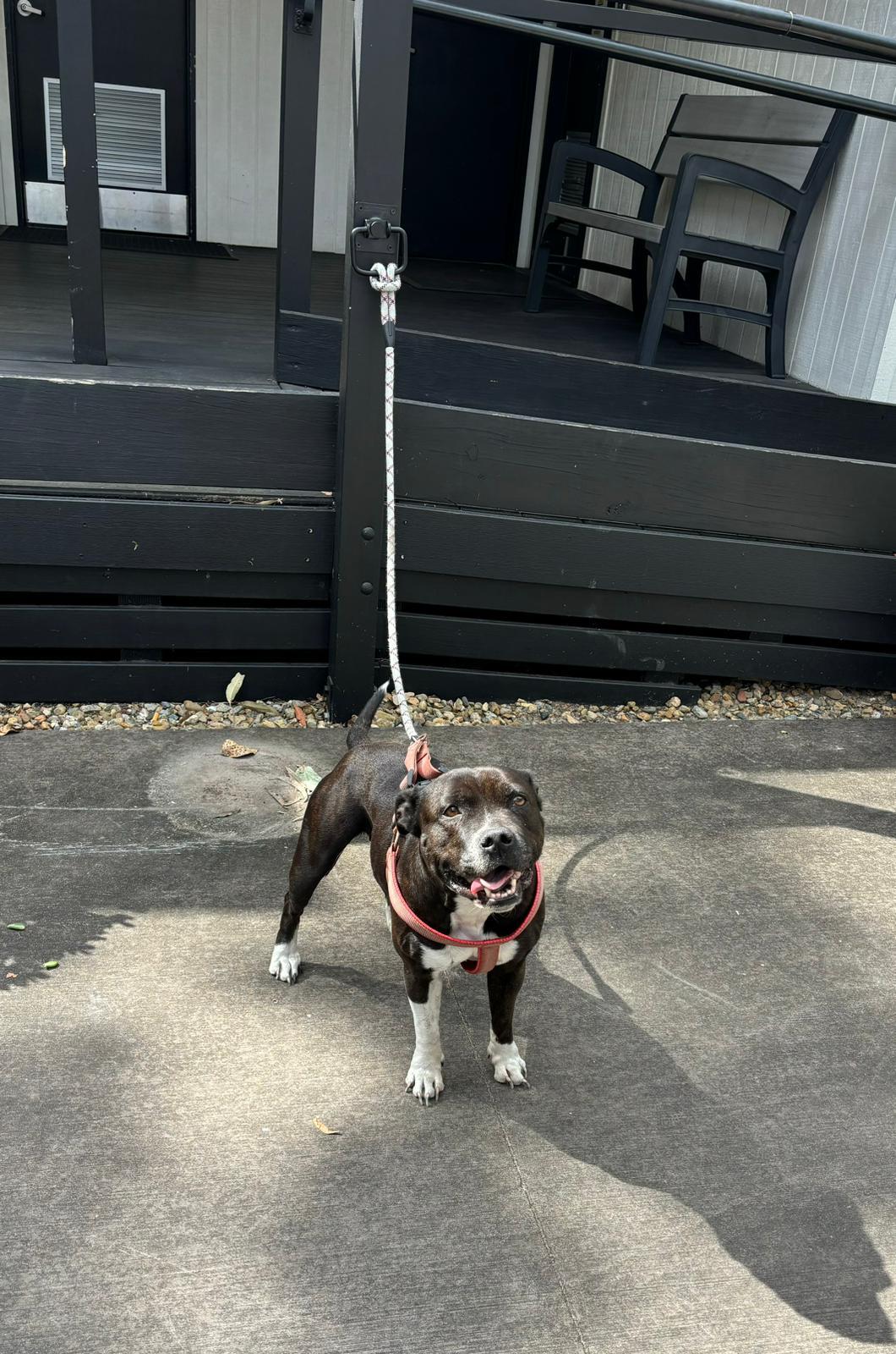 Suzie Modelling our New Dog Parking outside the amenities