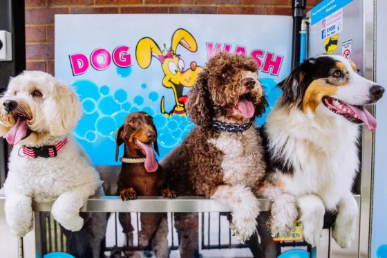 4 dogs in the dog bath together